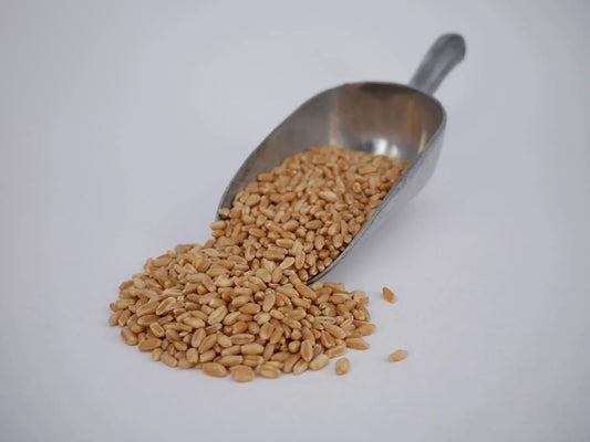 Wheat Grain Organic